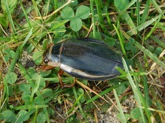 Dytiscus latissimus