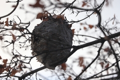 Dolichovespula maculata