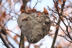 Dolichovespula maculata