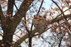 Dolichovespula maculata