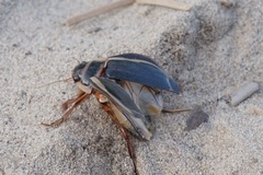 Dytiscus latissimus