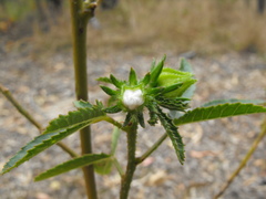 Hibiscus meraukensis
