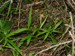 Pterostylis patens