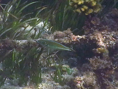 Stethojulis interrupta
