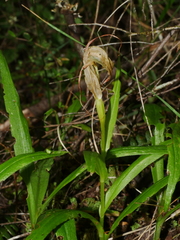 Pterostylis patens