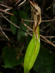 Pterostylis patens