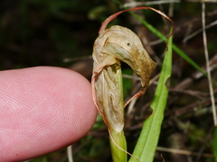 Pterostylis patens