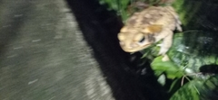 Rhinella diptycha