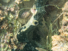 Porifera