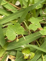 Hydrocotyle acutiloba