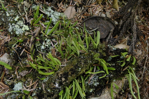 Image of Tiny Weeping Fern (Lepisorus onoei) by (c) Eric Knight, some rights reserved (CC BY)