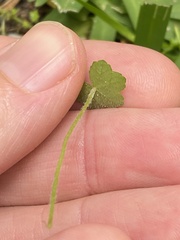 Hydrocotyle acutiloba