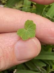Hydrocotyle acutiloba