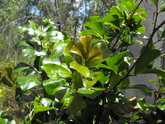 Cupaniopsis wadsworthii