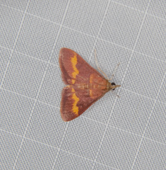 Pyrausta pseuderosnealis