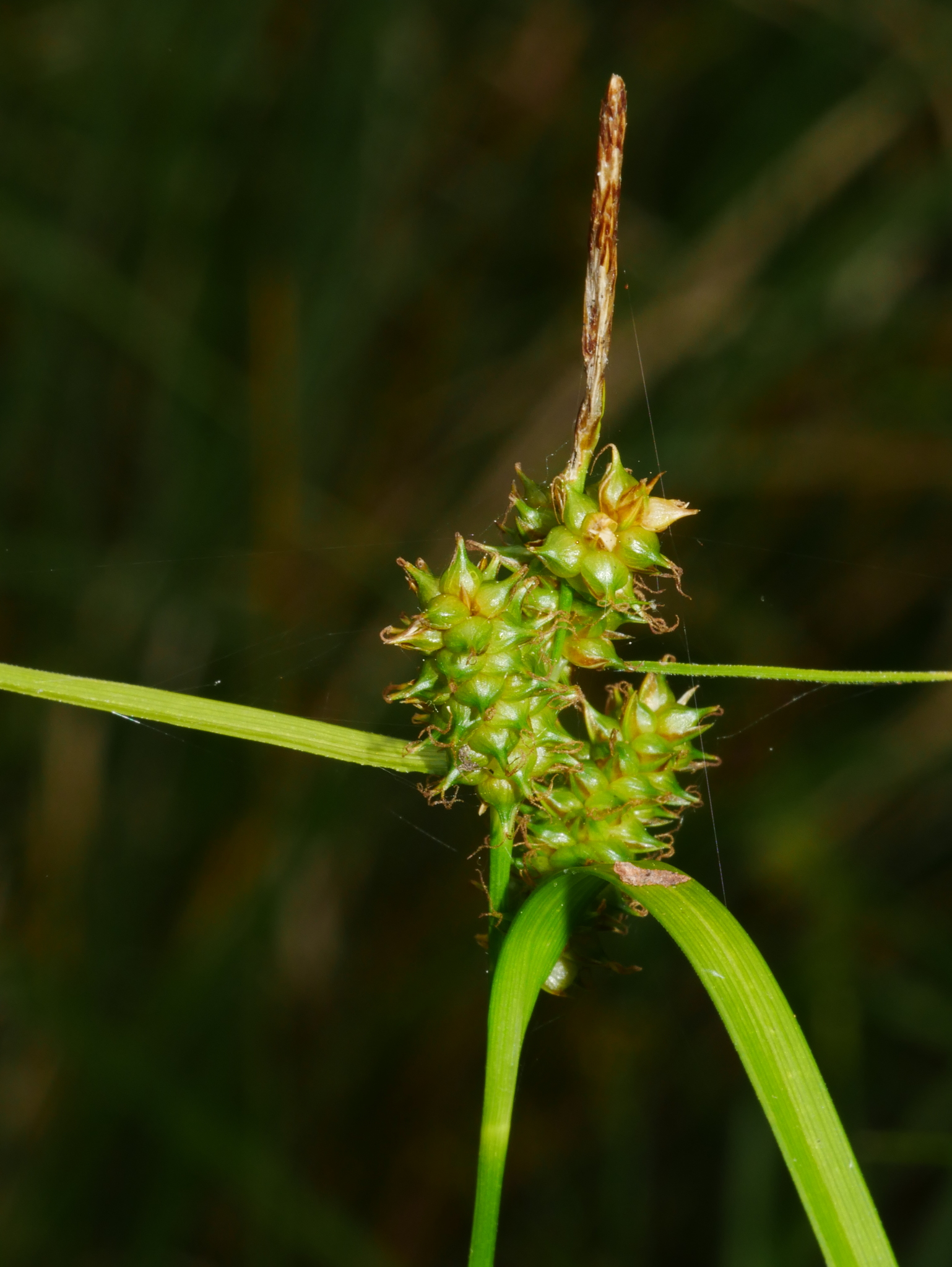 Carex demissa