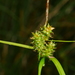 Common Yellow Sedge - Photo (c) mattward, some rights reserved (CC BY-NC), uploaded by mattward