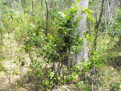 Cupaniopsis wadsworthii