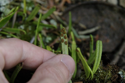 Image of Lepisorus onoei by (c) Eric Knight, some rights reserved (CC BY)