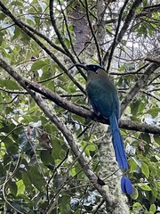 Momotus aequatorialis aequatorialis