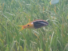 Parupeneus barberinoides