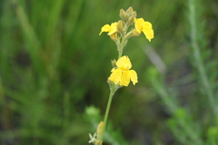 Goodenia stelligera