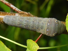 Papilio glaucus image
