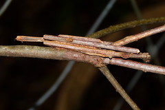 Phyprosopus callitrichoides