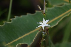 Caesia parviflora parviflora