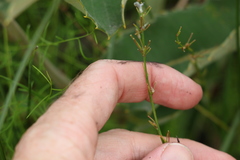 Caesia parviflora parviflora