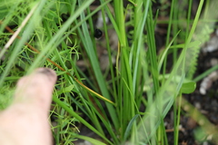 Caesia parviflora parviflora