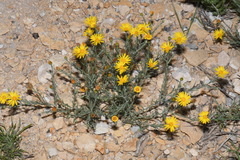 Xanthisma spinulosum spinulosum