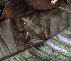 Lithobates vaillanti