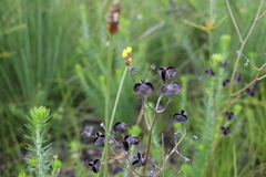 Haemodorum austroqueenslandicum