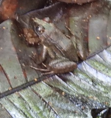 Lithobates vaillanti