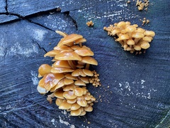 Flammulina velutipes