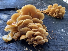 Flammulina velutipes