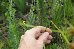 Haemodorum austroqueenslandicum