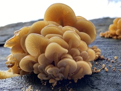 Flammulina velutipes