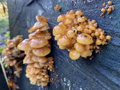 Flammulina velutipes
