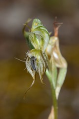 Pterostylis setifera