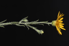 Xanthisma spinulosum spinulosum