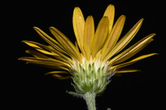Xanthisma spinulosum spinulosum