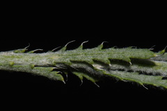 Xanthisma spinulosum spinulosum