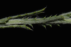 Xanthisma spinulosum spinulosum