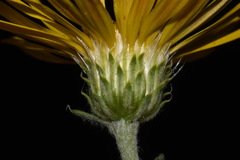 Xanthisma spinulosum spinulosum