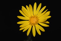 Xanthisma spinulosum spinulosum