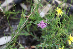 Melaleuca thymifolia