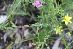 Melaleuca thymifolia