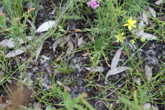 Melaleuca thymifolia